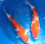 Kohaku